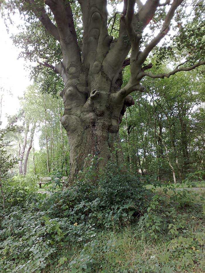 Oude beuk bij Asbroek