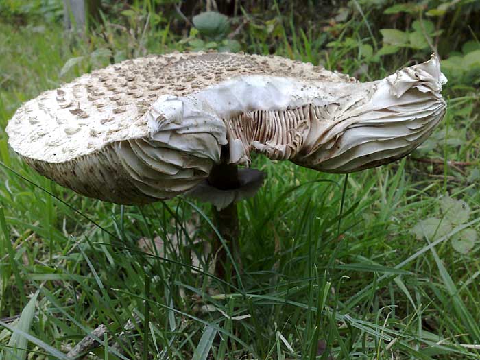 Paddestoel op landgoed Altena bij Beckum