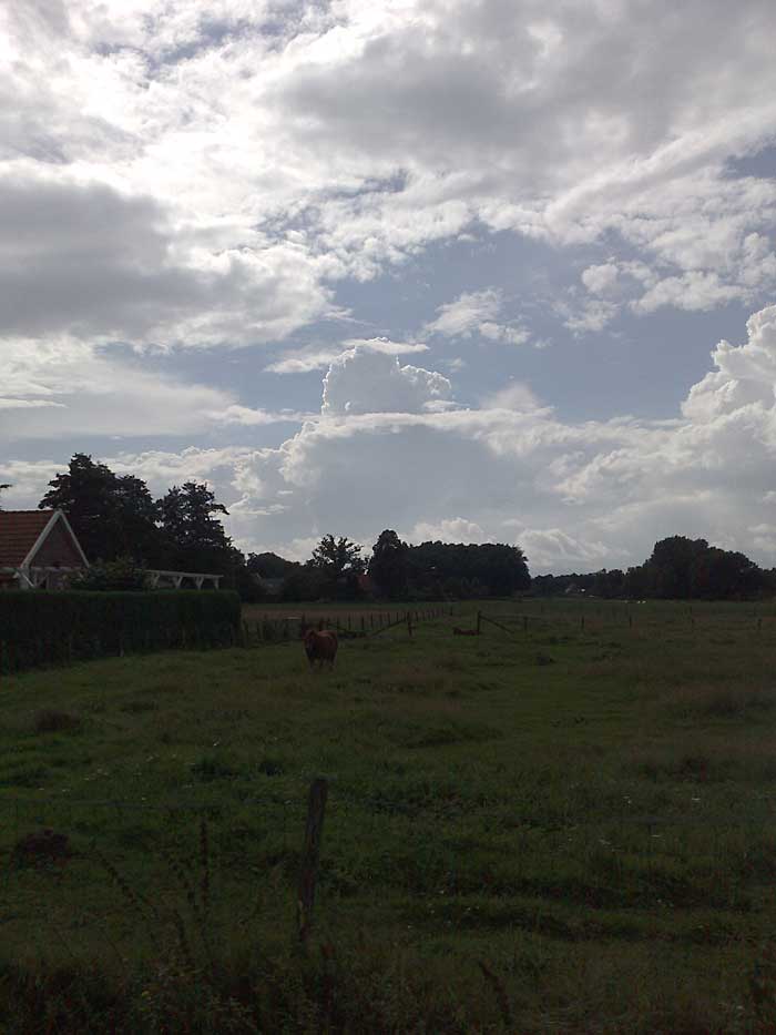 Oele bij de Vossenbrink in Delden 