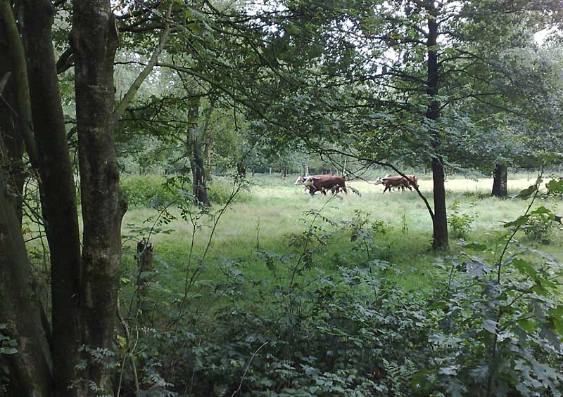 Koeien in Boekelo