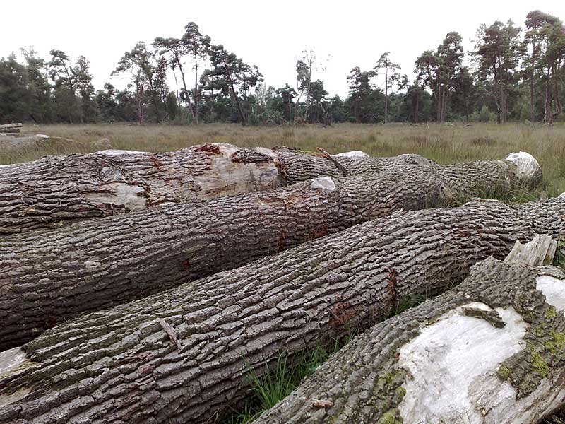 Heide in Oele in Hengelo