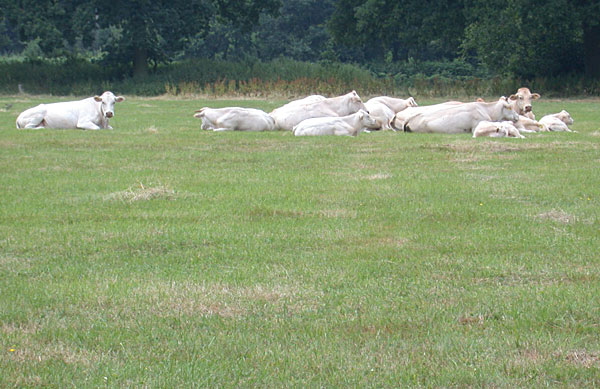 Broekheurne