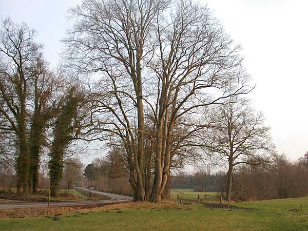 Markegrens tussen Delden en Woolde