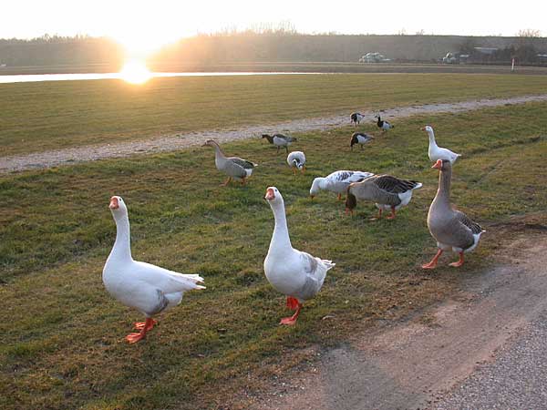 Gezonde vogels, er is nog geen vogelgriep uitgebroken in Nederland in januari 2006