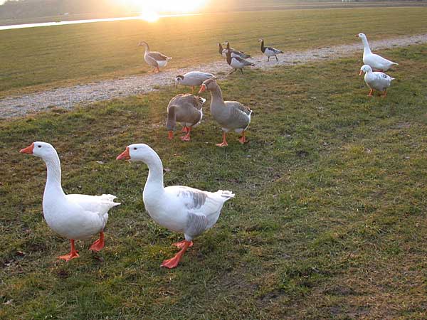 Vogelgriep is nog niet in Nederland geconstateerd in januari 2006