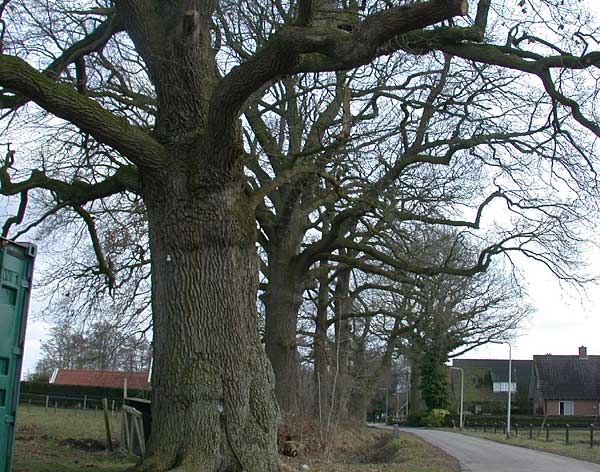 Brinkstraat