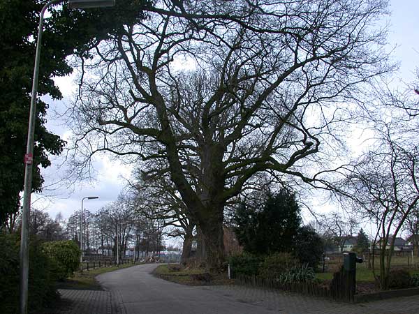 Brinkweg bij de  Sint Annabrink in Delden