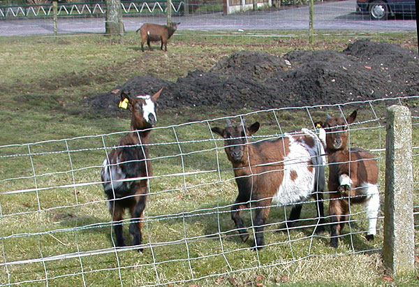 Geitjes op de Brinkweg aan de Torendijk in Delden