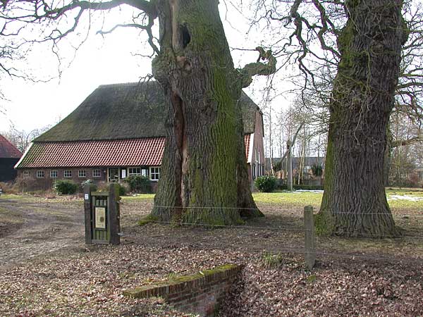 Kozakken hielden hier de wacht in 1813. De eik is 300 jaar oud.