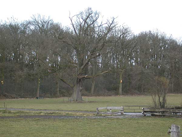 Oele in de Hof van Twente