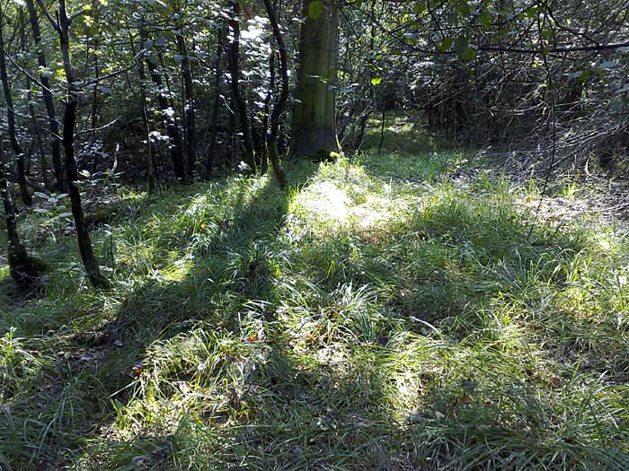 Schans bij Delden op landgoed Twickel