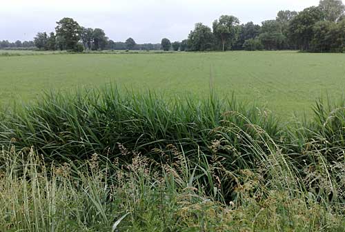 Ganzebos tussen  Boekelo en Beckum