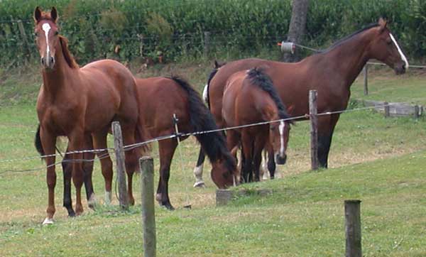 Paarden grazen aan de Regge