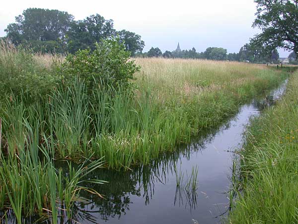 Waterwingebied bij Goor