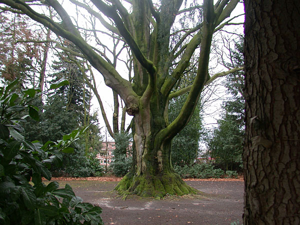 Oude beuk in hartje Haaksbergen