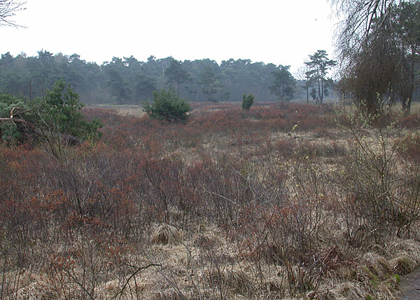 Heide op de Bentelerhaar