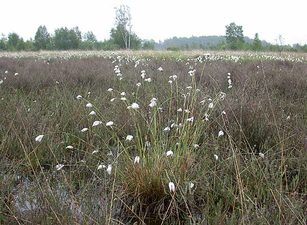 Haaksbergerveen