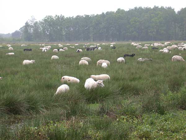 Haaksbergerveen