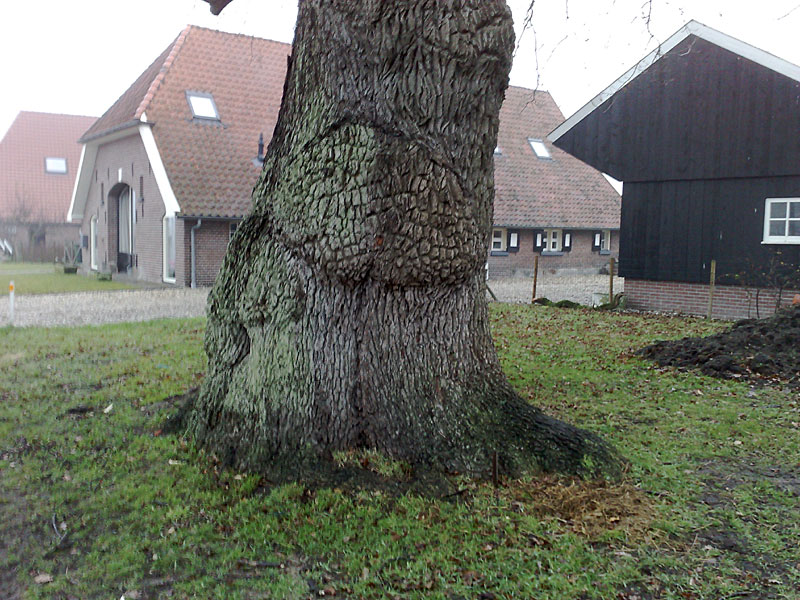 Grote eik aan de Brinkweg in Delden