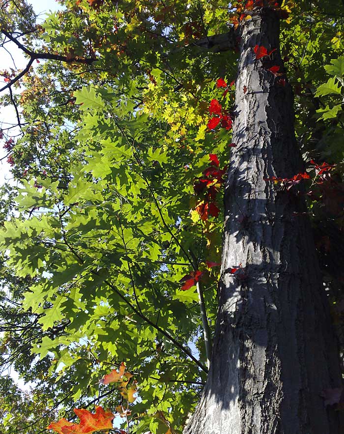 Herfsttinten in Oele