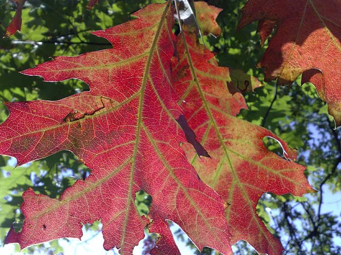 Herfsttinten in Twickel