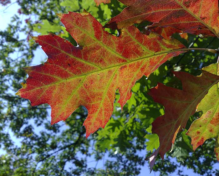 Twickelse natuur in de herfst