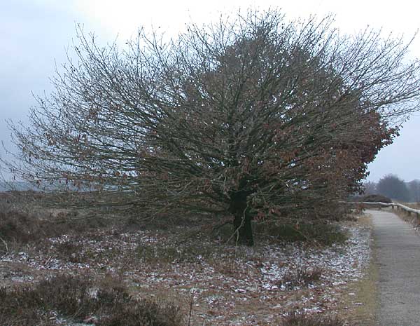 Noetselerberg