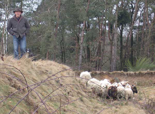 Schapen houden de oude schans vrij van boompjes en stuiken