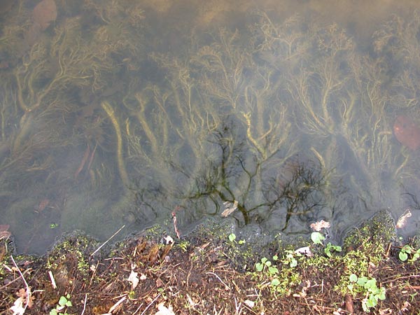 Gracht van kasteel Ampsen