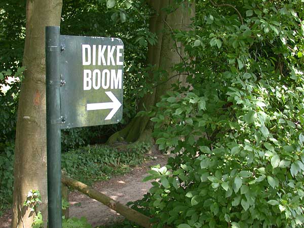 Dikke Boom Verwolde