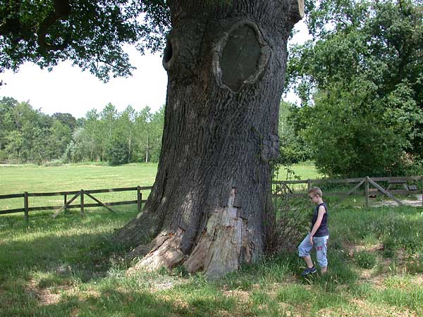 Dikke Boom landgoed Verwolde