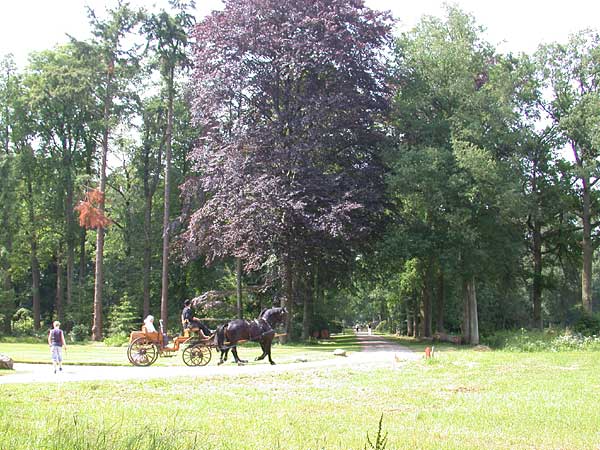 Dikke Boom Verwolde