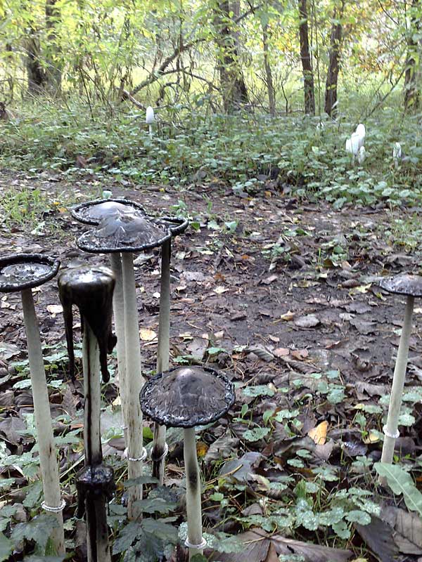 Fischteich paddenstoelen