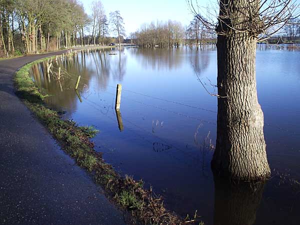 Dinkel bij Losser