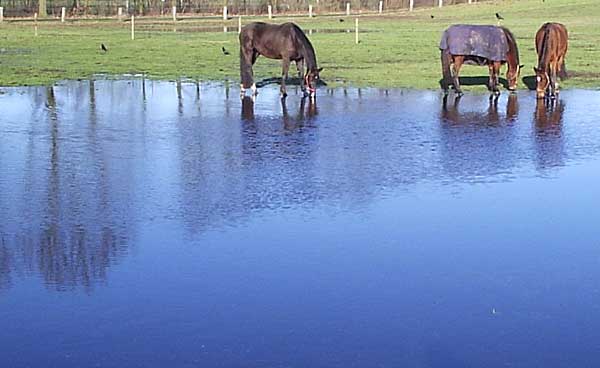 Paarden drinken uit de Dinkel