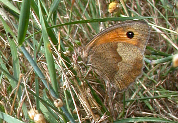 Smalenbroek