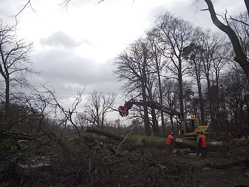 Schade aan het Twickelse bos bij Graes