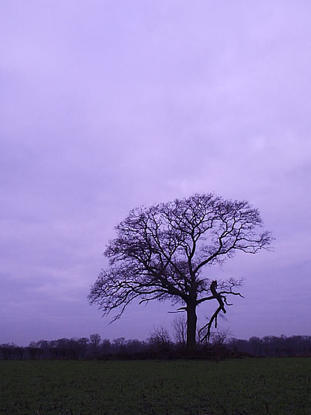 Stormschade op de Deldeneres