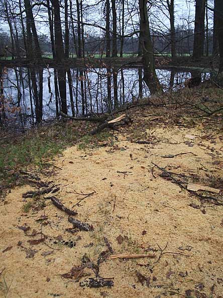 Stormschade in Twickel