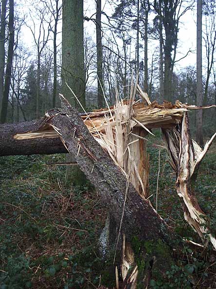 Stormschade in Twickel