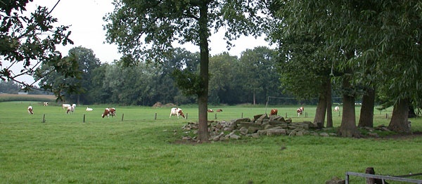 Mostertbelt bij Weemselo in Albergen