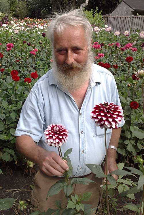 Ten Winkel tussen zijn dahlia's