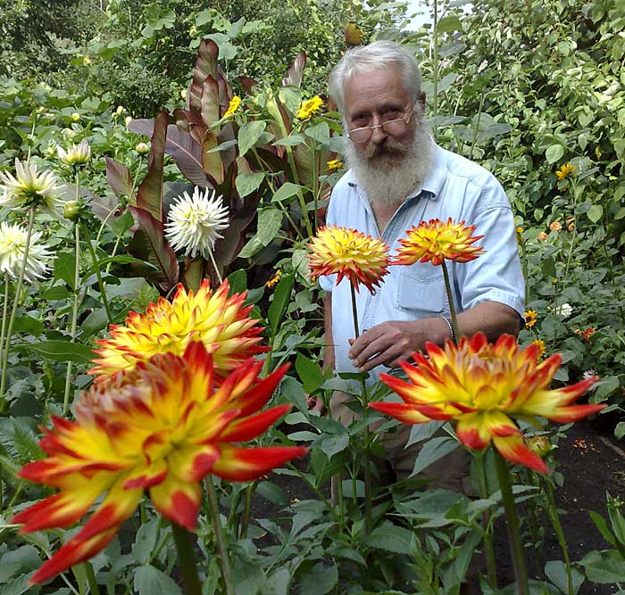 Ten Winkel tussen de dahlia's