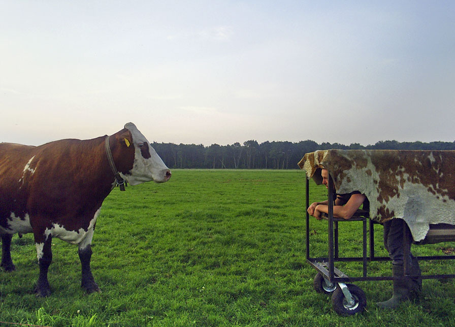 Kunstenaar Meijman probeert opgenomen te worden in een groep koeien