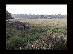 Beckum is rijk aan heide op het Flierveld richting Delden