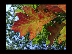De herfst hult bossen van Twickel in fraaie kleuren