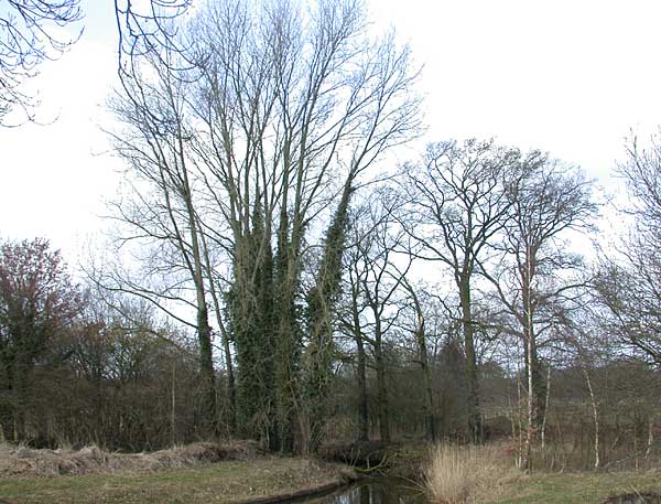 Oelerbeek tussen Delden en Hengelo 