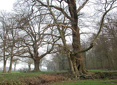 Landweer bij kasteel of huisplaats Graes op de grens Hof van Twente en Borne